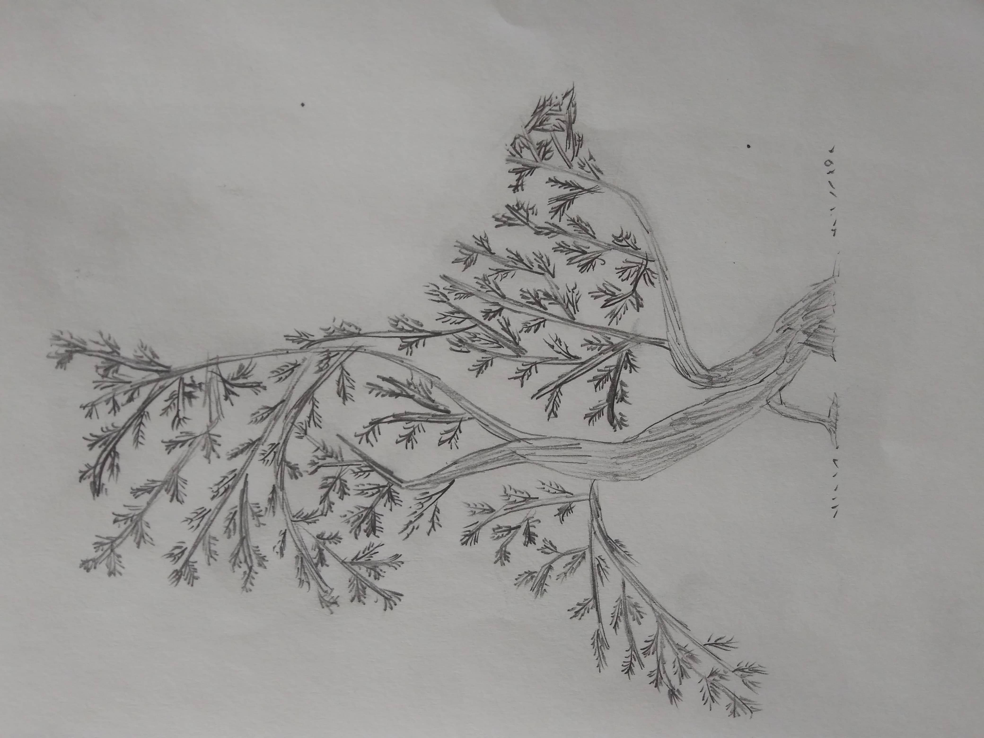 Tree cum bird cum walking tree